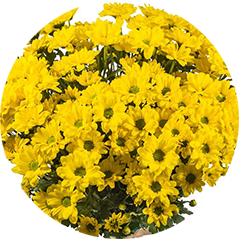 Букет из 11 хризантем