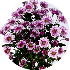 Кустовая хризантема